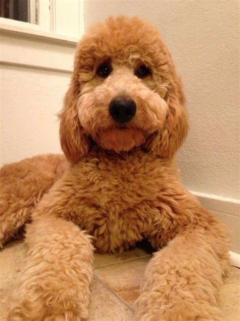 Pin on Golden doodles