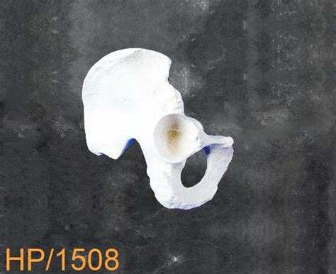 Hemi Pelvis Large right. HP1508 – London Bone Company