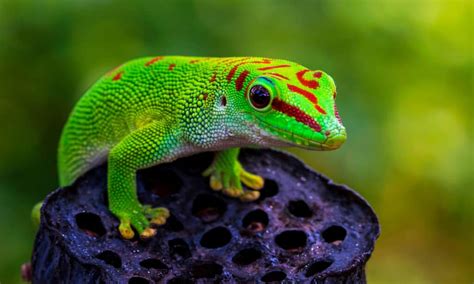 10 Types Of Amazing Green Lizards - A-Z Animals