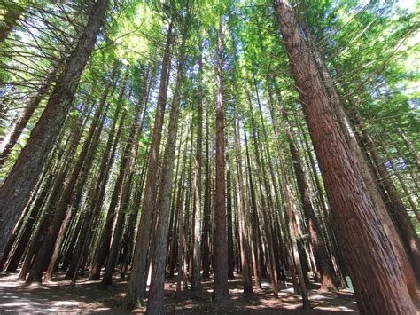 Redwood Forest in Rotorua, New Zealand : r/newzealand