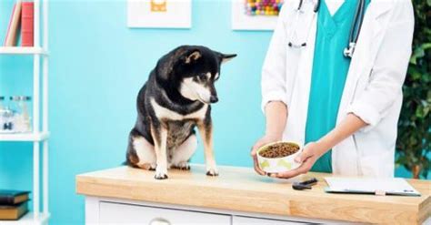 Top 10 Best Diabetic Dog Food Brands. (Non prescriptive) - Roll Pet