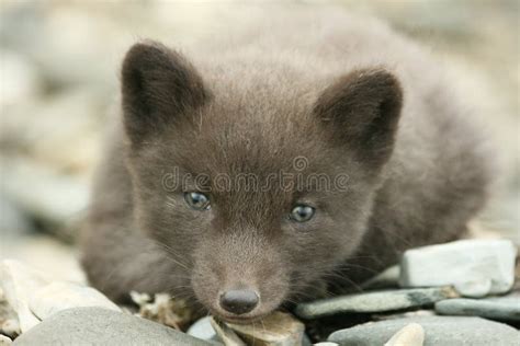 Cub arctic fox stock image. Image of climate, brown, young - 7090713