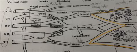 Anatomy Lab Cadaver Lab Practical Diagram | Quizlet