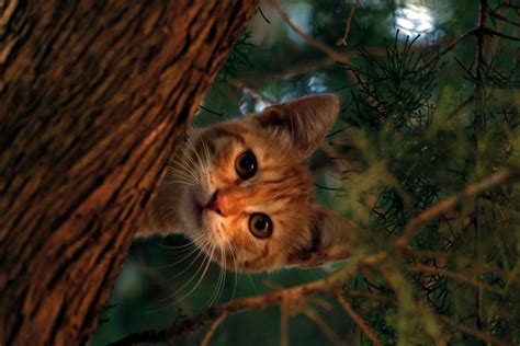 Free stock photo of cat, cute, forest