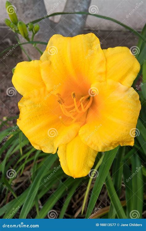 Yellow Daylilies stock image. Image of horticulture, landscape - 98813577