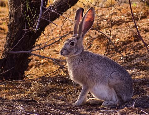 Desert Hare 2 Photograph by Celeste Cobbs - Fine Art America