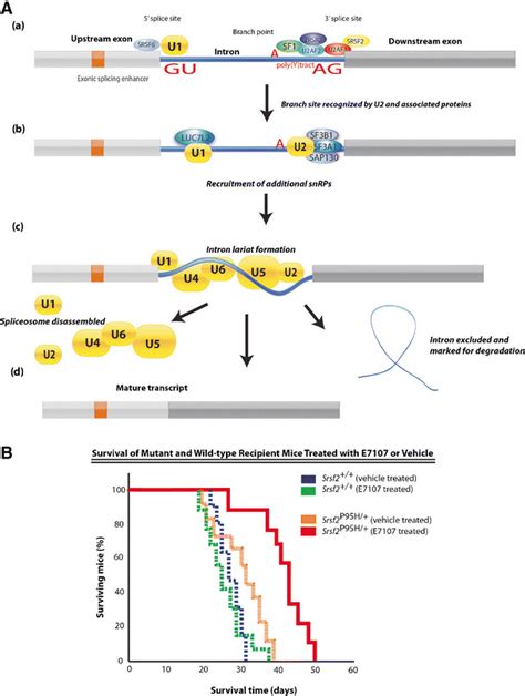 Schematic of constitutive splicing and recurrent mutations observed in ...