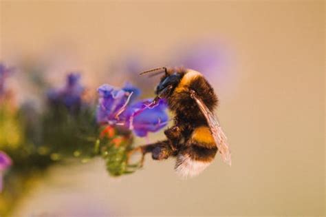 How Strong Are Bees? (You Should Read This) - HayFarmGuy