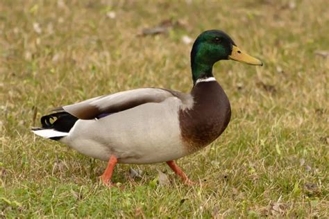 Top 5 Ohio Ducks - The Poultry Feed