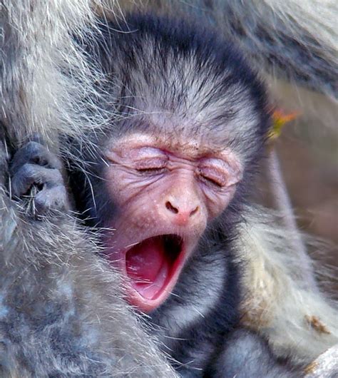 50 Cute Pictures Of Yawning Animals - Page 3 of 3 - Tail and Fur