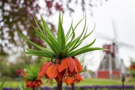 Crown Imperial Flower Photograph by Jannita Simpson - Fine Art America