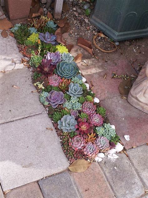 Cactus and Succulent Garden Ideas