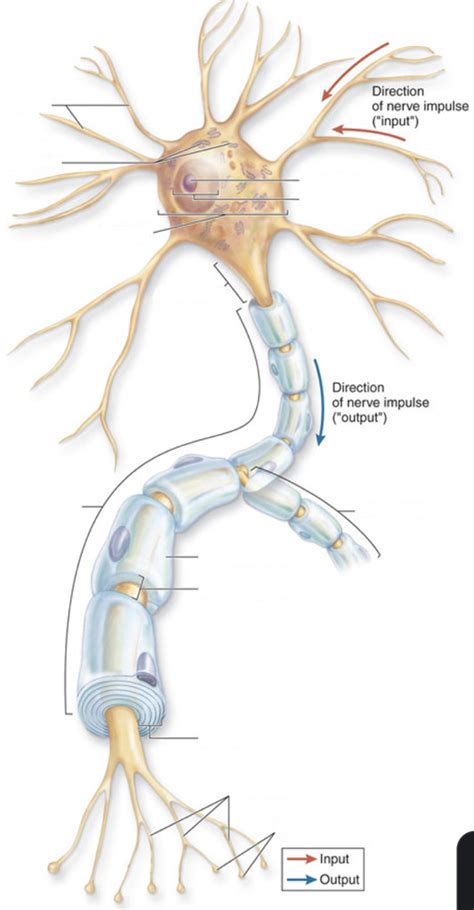 Neuron Diagram Diagram | Quizlet