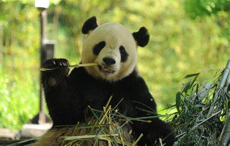 US-born panda Tai Shan celebrates 12th birthday in SW China’s Sichuan ...