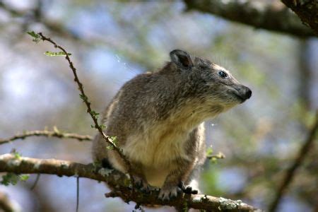 Hyrax - New World Encyclopedia