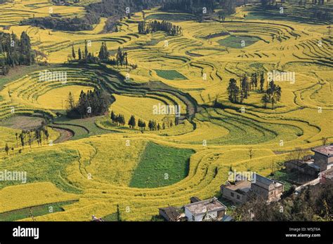 Canola field, rapeseed flower field with morning fog in Luoping, China, near Kunming Stock Photo ...