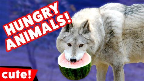 Funniest Hungry Pet Videos It's Feeding Time Compilation | Kyoot Animals - YouTube