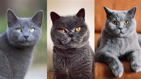 7 Silver Cat Breeds That Will Steal Your Heart (With Pictures)