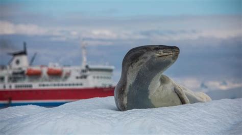 Antarctica Cruises & Tours in 2024 & 2025 - G Adventures