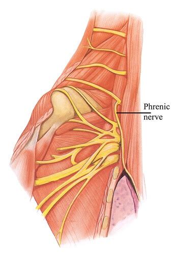 Phrenic Nerve - The Definitive Guide | Biology Dictionary