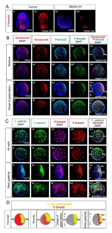 Wnt/b-catenin and Nodal signaling activities overlap during early... | Download Scientific Diagram