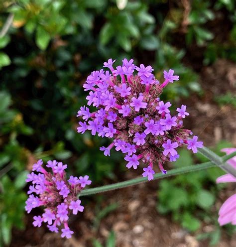 Verbena bonariensis - purpletop vervain | Fort Tryon Park Trust