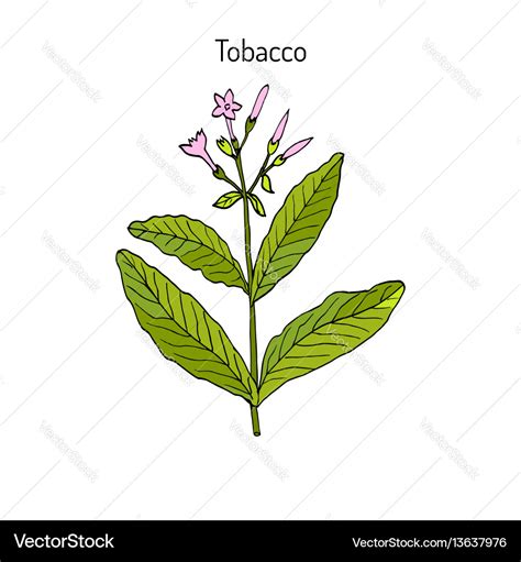 Tobacco plant hand drawn Royalty Free Vector Image