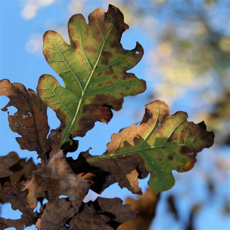 Top 10 Tree Diseases (And What to Do About Them) | Birds and Blooms