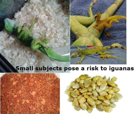 How to Equip a Terrarium for a Green Iguana | Our Reptile Forum