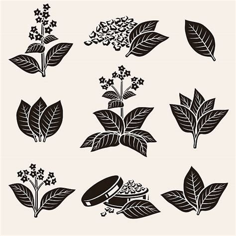 8,400+ Tobacco Leaves Stock Illustrations, Royalty-Free Vector Graphics ...