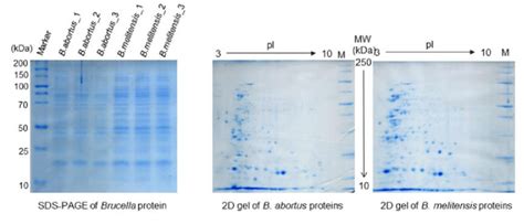 SDS-PAGE and two-dimensional gel electrophoresis (2DE)-stained gel with ...