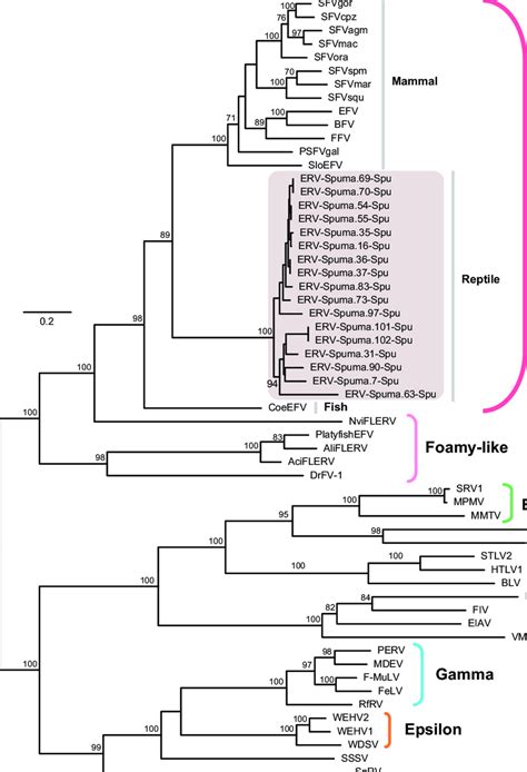 Phylogenetic tree of retroviruses, including ERV-Spuma-Spu, inferred... | Download Scientific ...