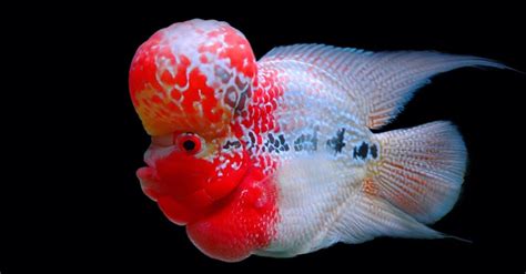 Flowerhorn Fish Pictures - AZ Animals