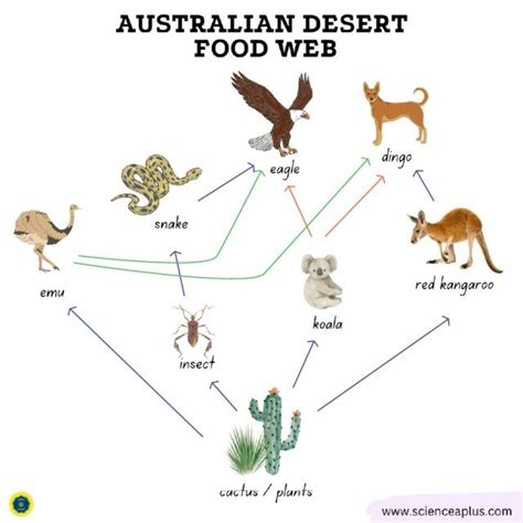 australian desert biome food chain and food web | Food web, Food webs ...