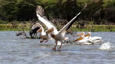 Birds at Naivasha Lake Kenya (HD) - YouTube