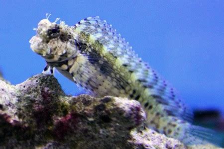 Blenny Saltwater Fish Species | Tank Facts