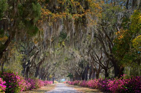 A Bloom a Day - Bonaventure Cemetery