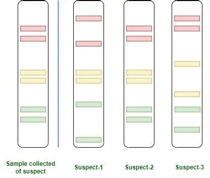 DNA Fingerprinting: Steps and Applications • Microbe Online