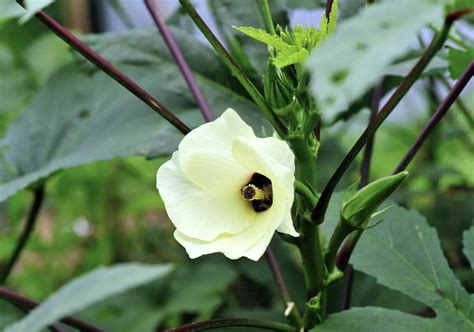 Plantas Compañeras de Okra - Aprenda acerca de las plantas compañeras con Okra - Consejos para ...