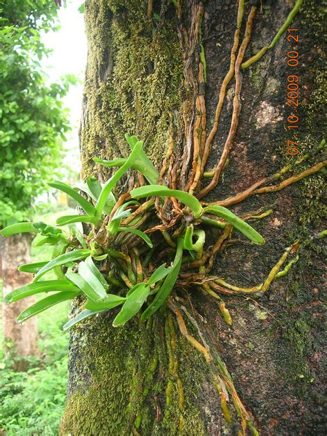 epiphytic orchid (Rhynchostylis?) from northern India | Flickr