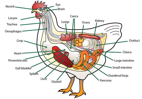 Veterinary Key Points: The Story of Crystal, The Chicken That Ate Metal