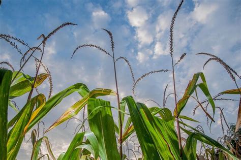 Premium Photo | Corn field ready for harvest