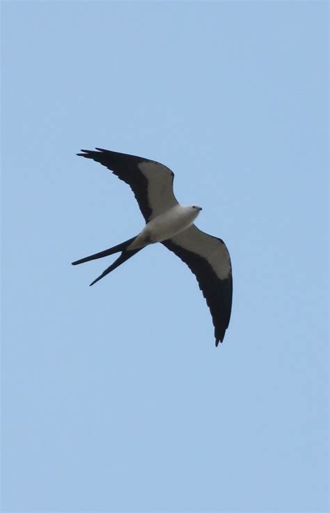 The Arrival of Swallow-tailed Kites in South-Central Florida by Anna ...