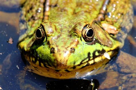 Frog Face Free Stock Photo - Public Domain Pictures