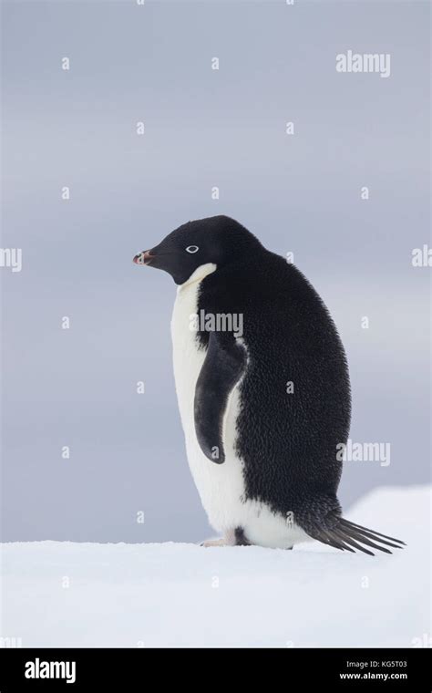 Penguin habitat hi-res stock photography and images - Alamy