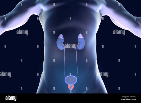 Prostate gland and urinary system. Illustration of the human prostate gland, kidney with the ...