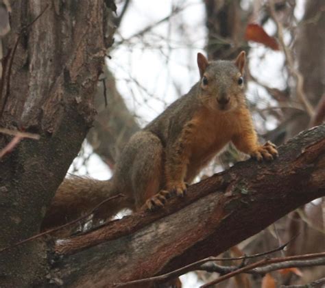 Behavior is squirrelly: Fox and gray squirrels lean toward different habitats