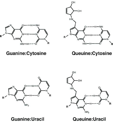 Guanine Cytosine Base Pair