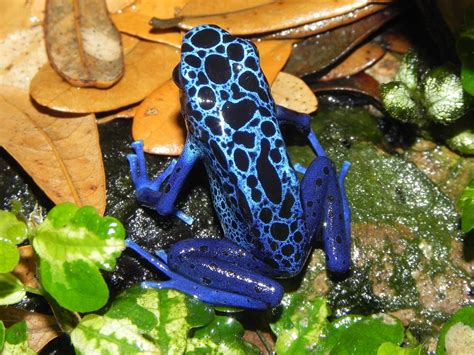 Interesting Facts About the Blue Poison Dart Frog | Slightly Blue