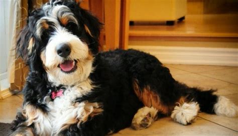 35 best Doodle Articles: Goldendoodle Labradoodle Aussiedoodle Bernedoodle Poodle Mix Breeds ...